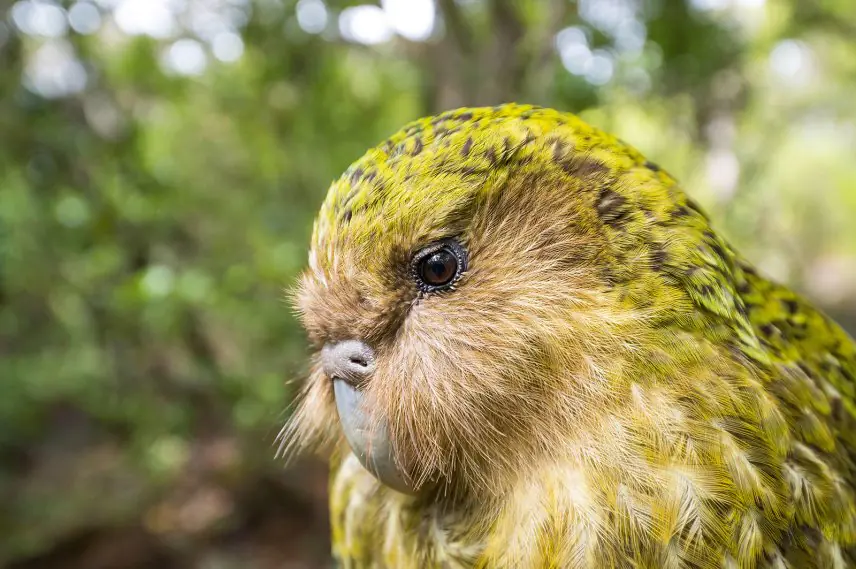Kakapo – unica specie de papagali din lume care nu zboară