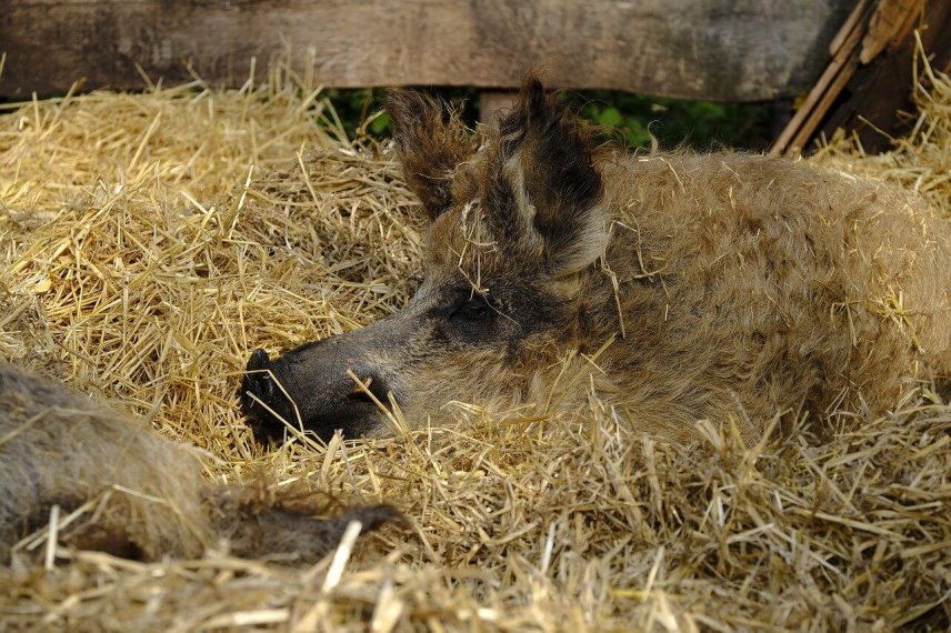 Mangalița - specie rară de porc cu blană creaţă