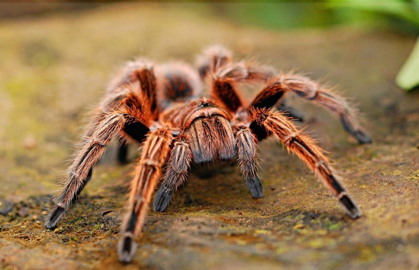 Despre Tarantule