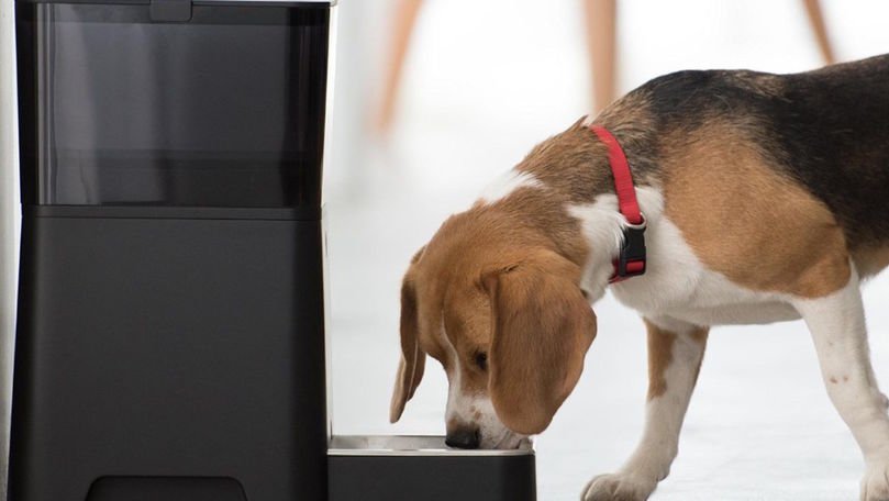 Animale de companie, înfometate din cauza unui dispozitiv inteligent