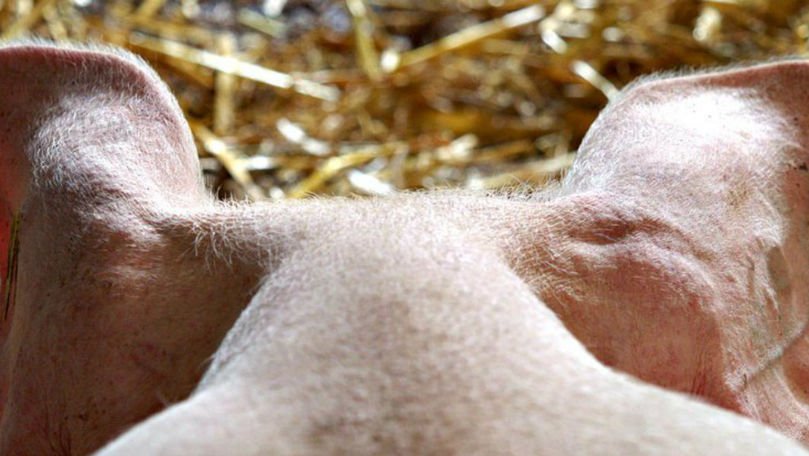 Cercetătorii au ținut în viață creiere de porci, deși i-au decapitat