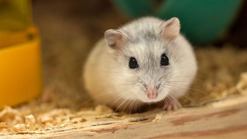 Un studiu sugerează că hamsterii pot transmite COVID-19 oamenilor