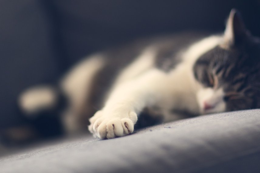 Cea mai simplă metodă de a adormi într-un minut