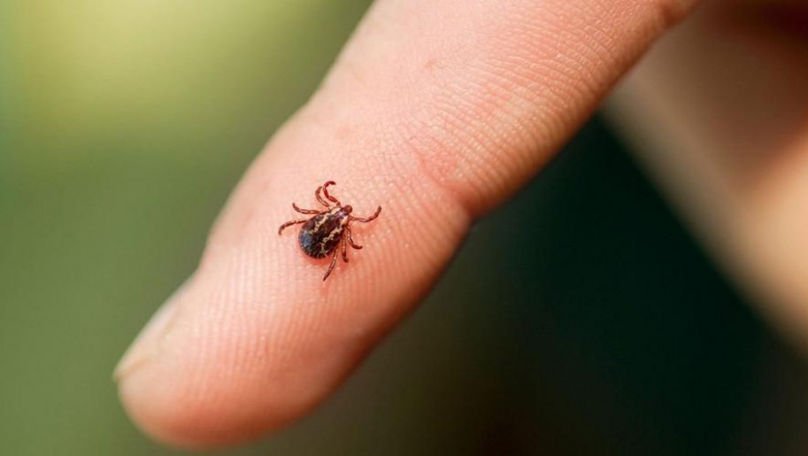 Cum să te ferești de căpușe: Sfaturi utile dacă mergi la iarbă verde