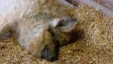 Mangalița - specie rară de porc cu blană creaţă foto-01