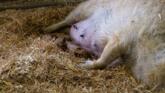 Mangalița - specie rară de porc cu blană creaţă foto-02