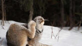 Râsul Canadian – Cât de frumos este! și ce labe puternice are! foto-02