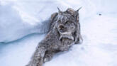 Râsul Canadian – Cât de frumos este! și ce labe puternice are! foto-08