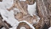 Râsul Canadian – Cât de frumos este! și ce labe puternice are! foto-13