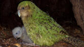 Kakapo – unica specie de papagali din lume care nu zboară foto-01