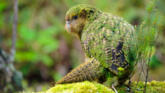 Kakapo – unica specie de papagali din lume care nu zboară foto-02