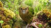Kakapo – unica specie de papagali din lume care nu zboară foto-03
