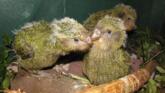 Kakapo – unica specie de papagali din lume care nu zboară foto-04